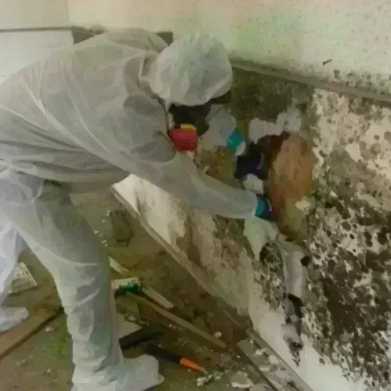 Mold Remediation and Removal in Sanford, ME